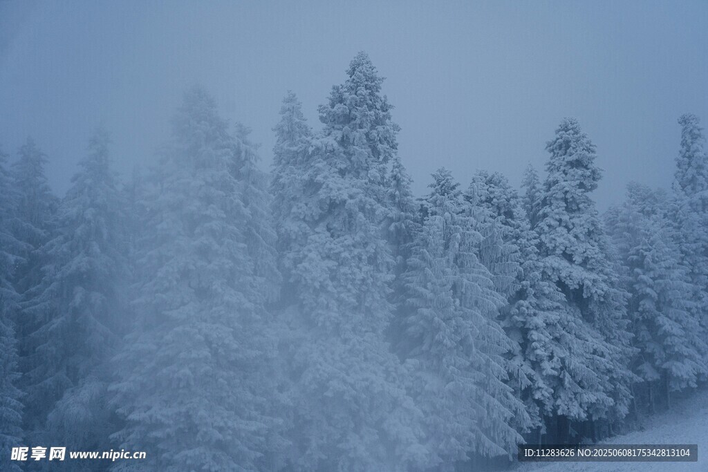 雪覆松林美景