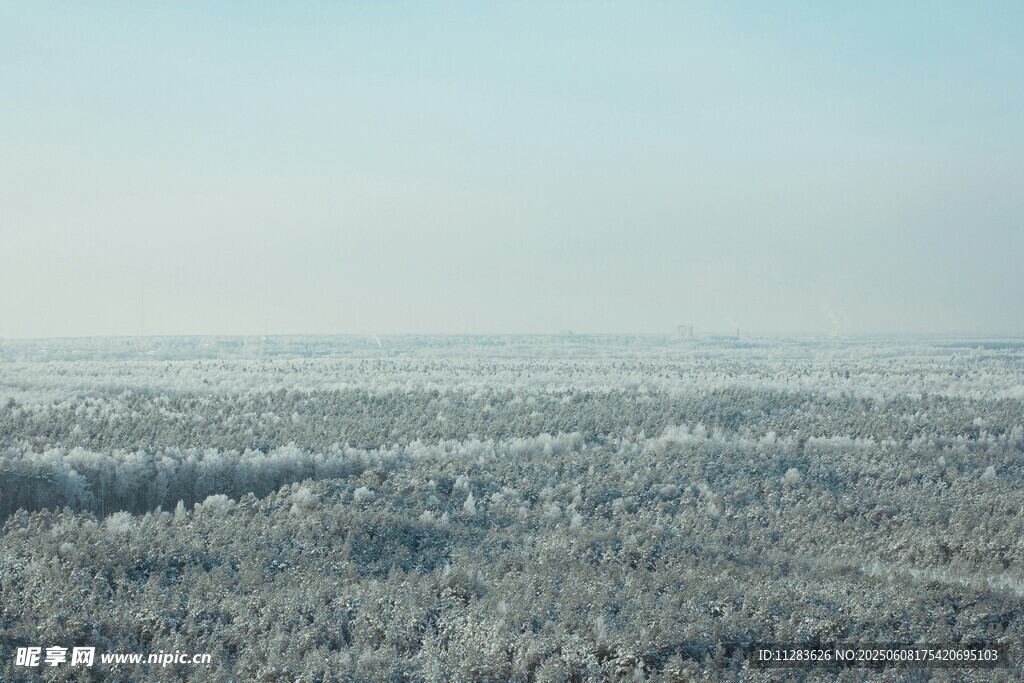 冬日雪覆森林全景