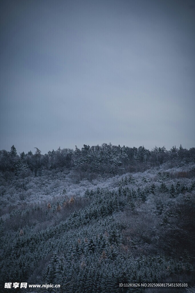 霧中森林景觀