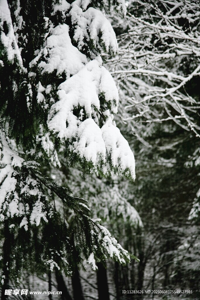 雪覆松枝的冬日美景