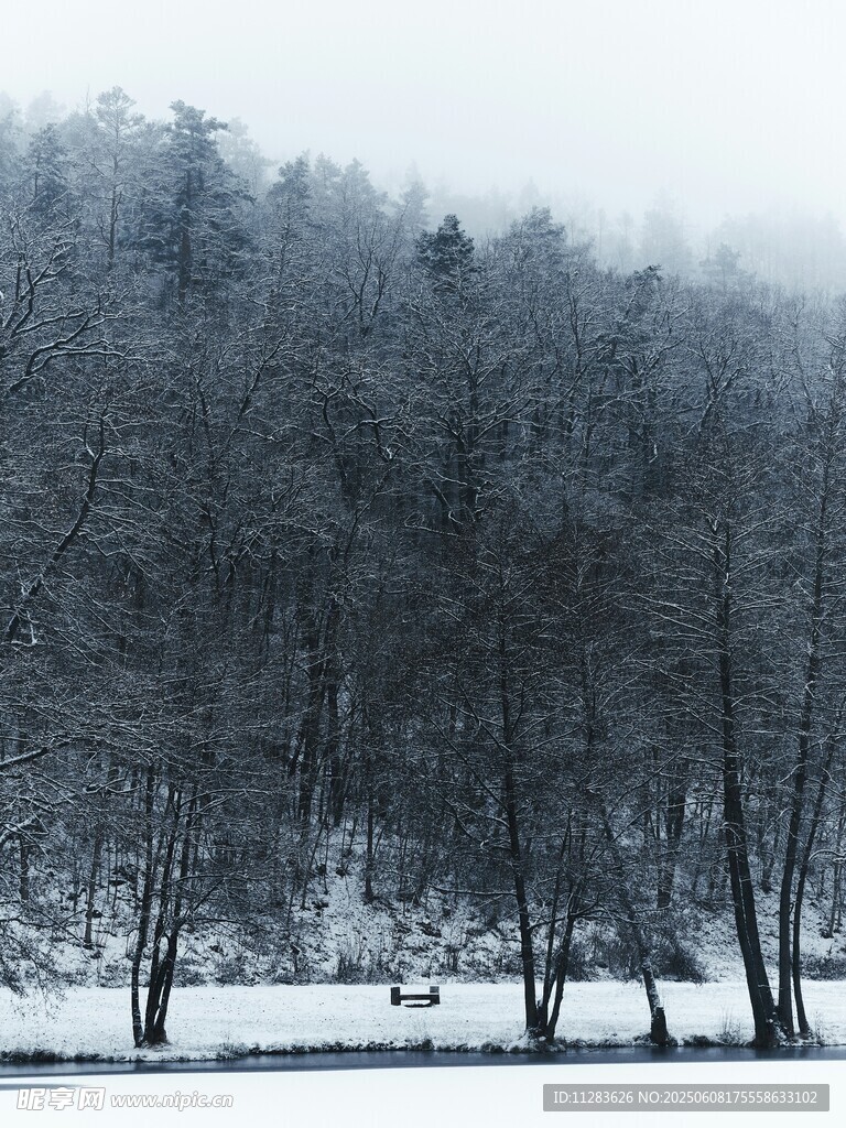 冬日雪景中的靜謐樹林