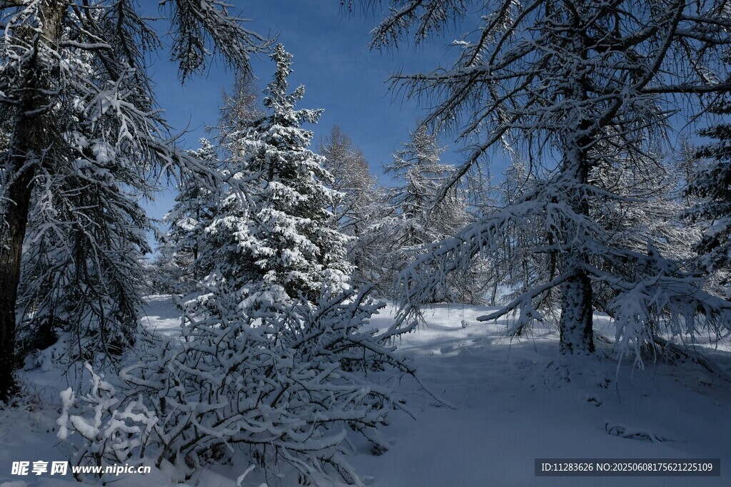 冬日雪覆森林美景