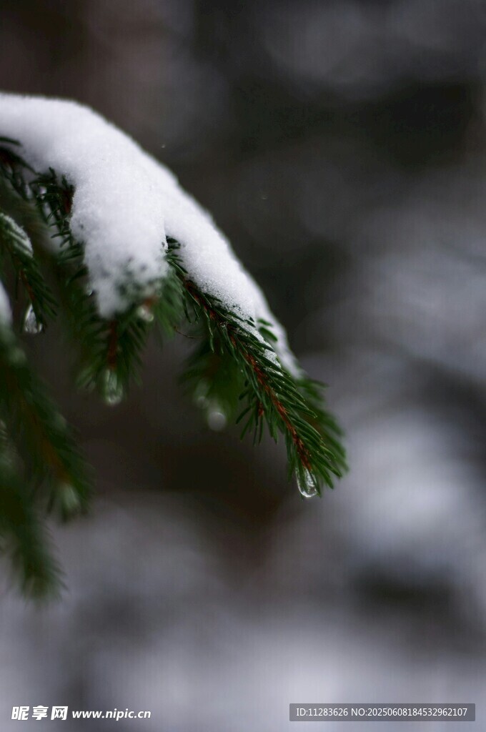 雪覆松枝