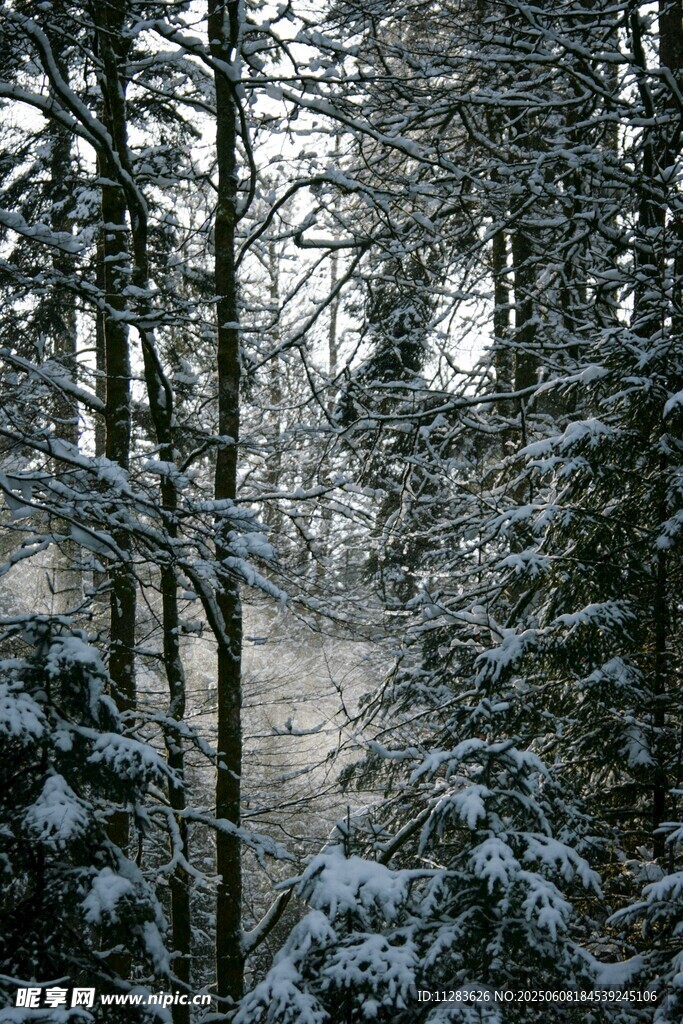 雪覆森林的靜謐冬日景象
