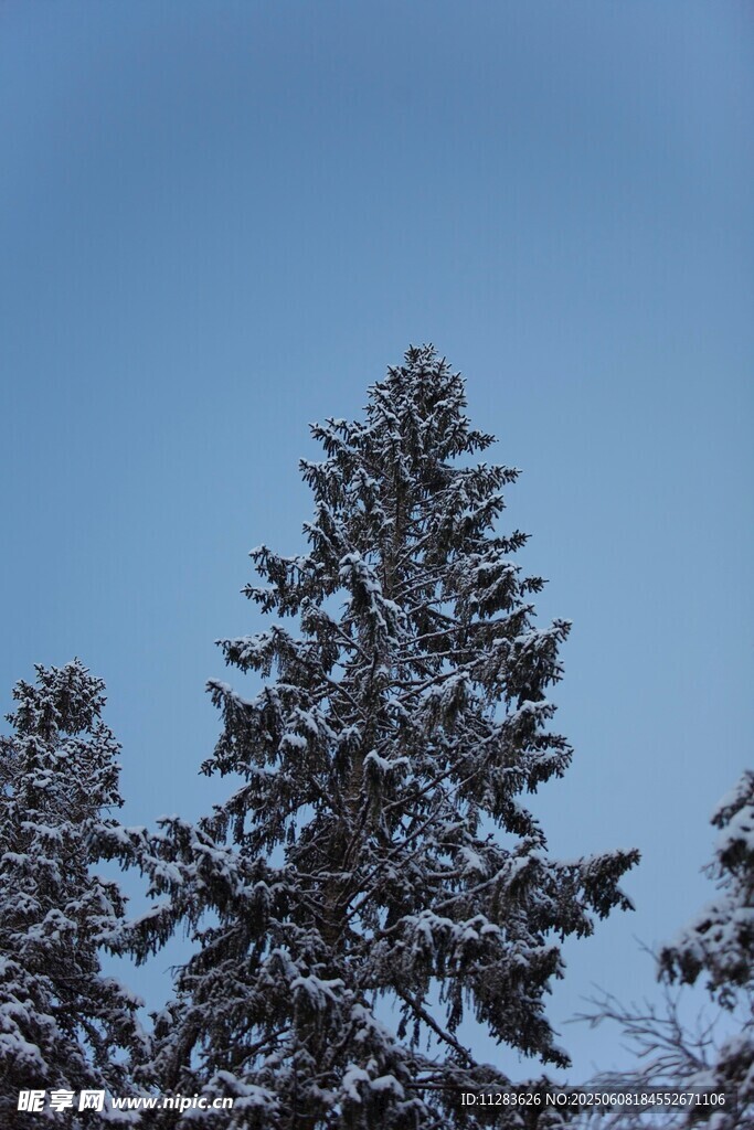 雪覆松樹藍(lán)天美景