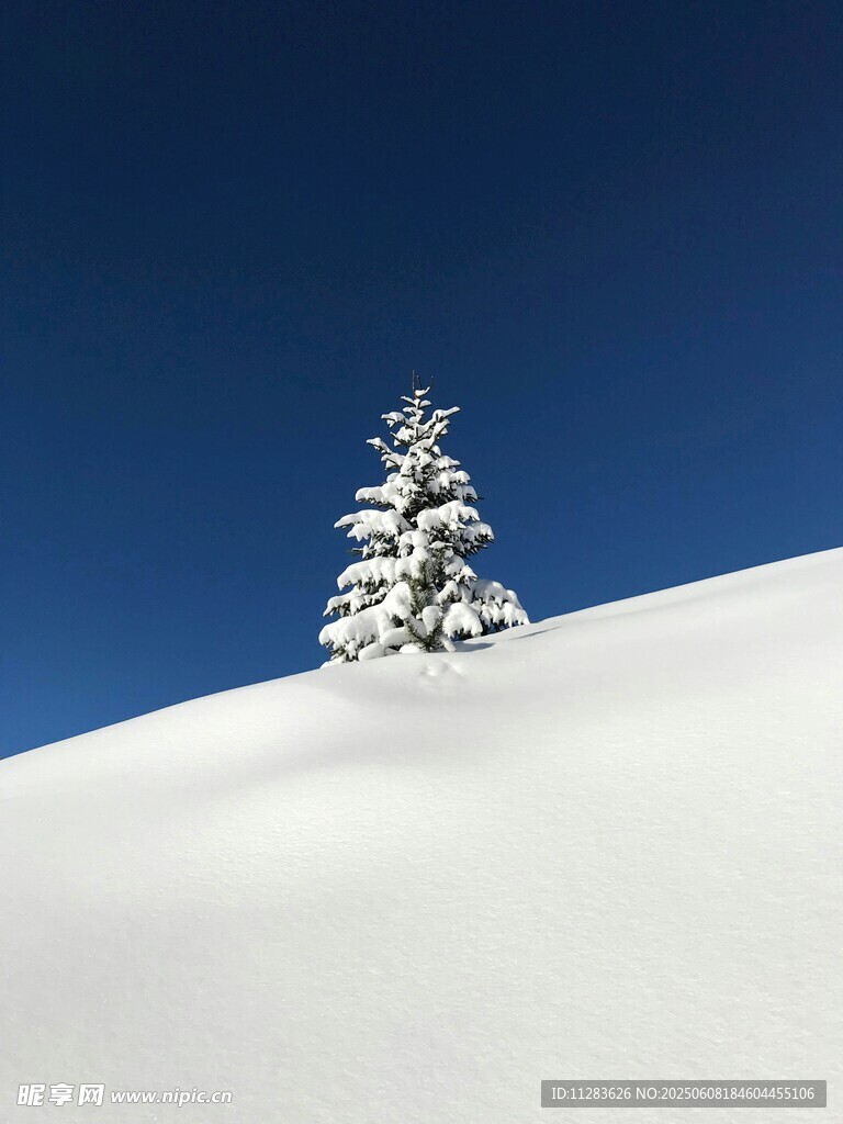 雪坡上的孤松