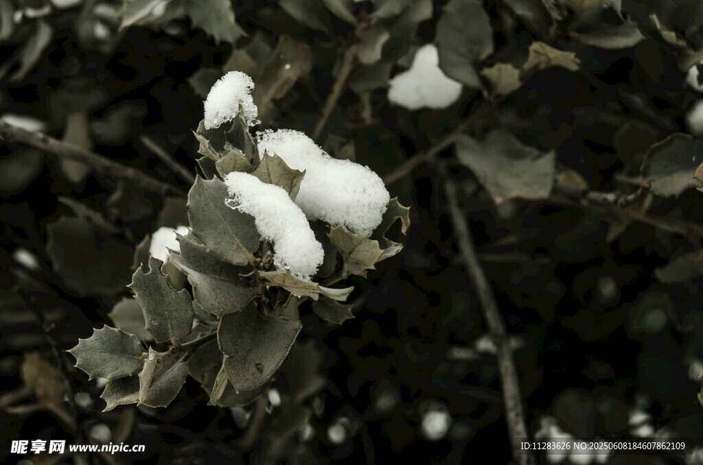 雪覆樹葉