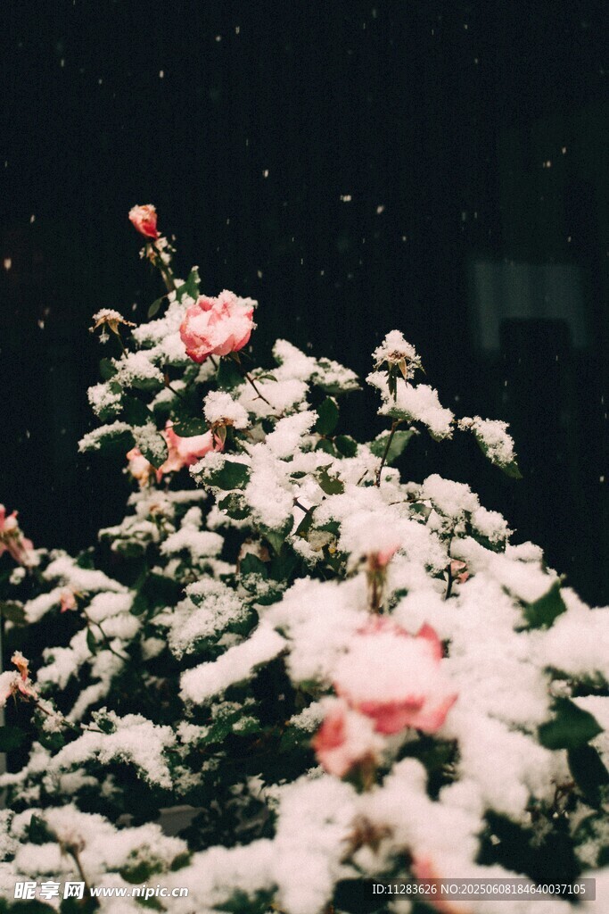 雪中綻放的嬌艷粉色花朵