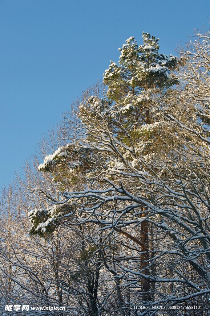 雪覆松樹藍天美景