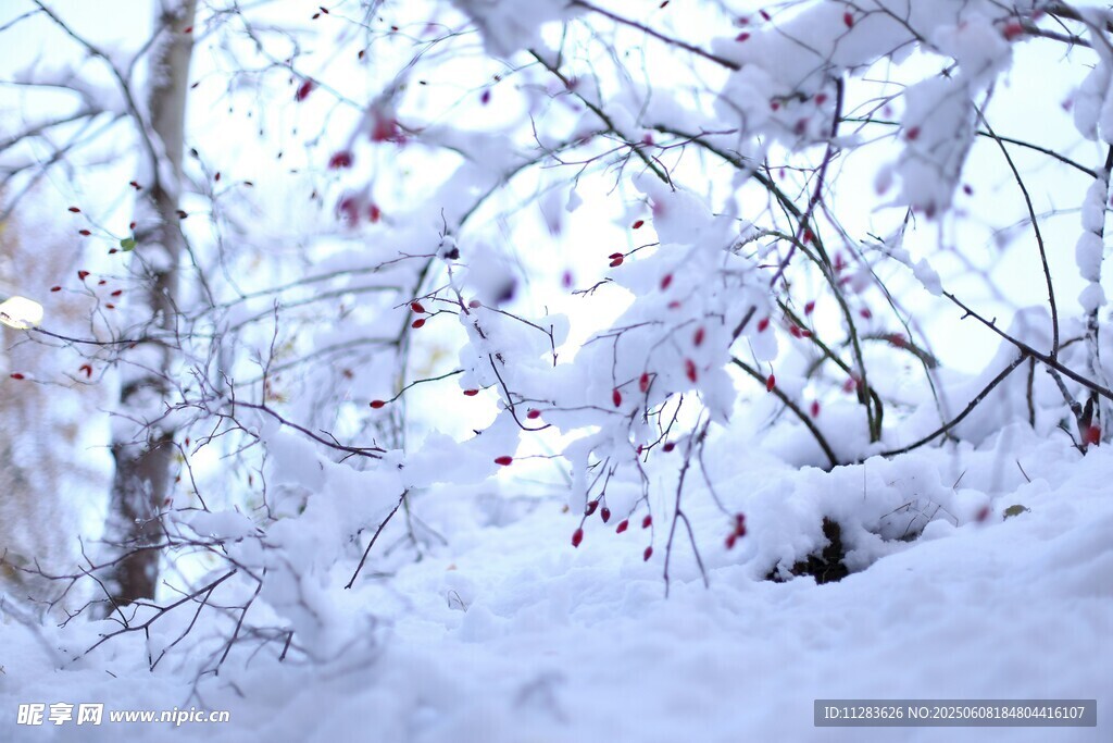 冬日雪景中的樹木景觀