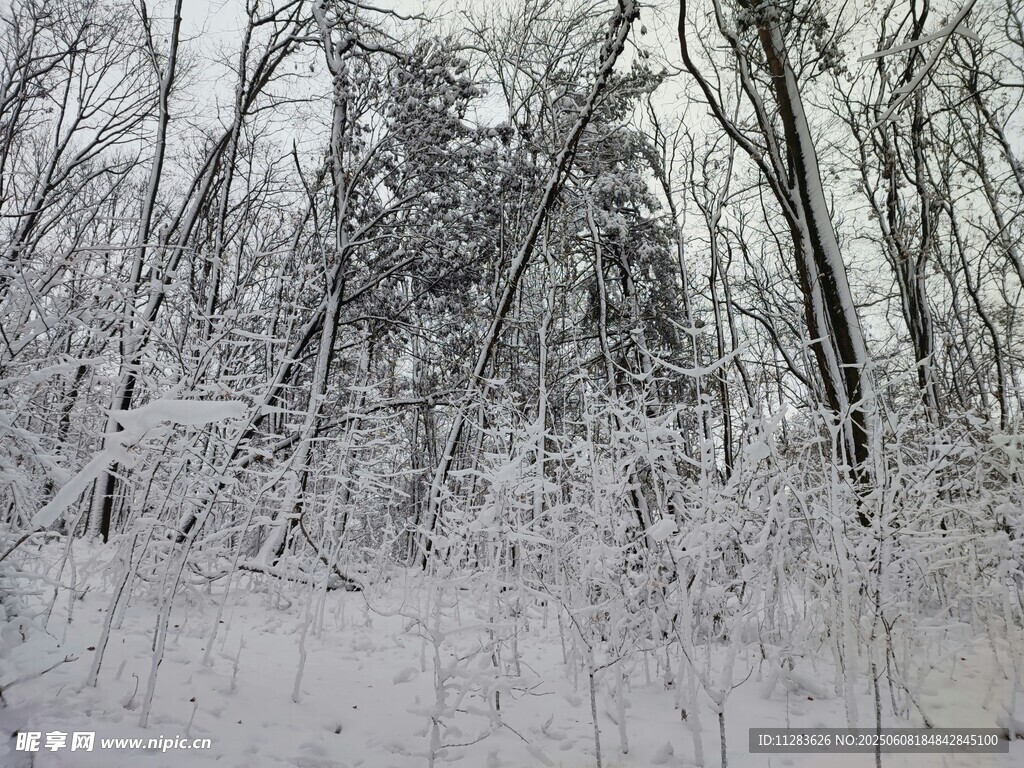 雪覆樹林冬日美景