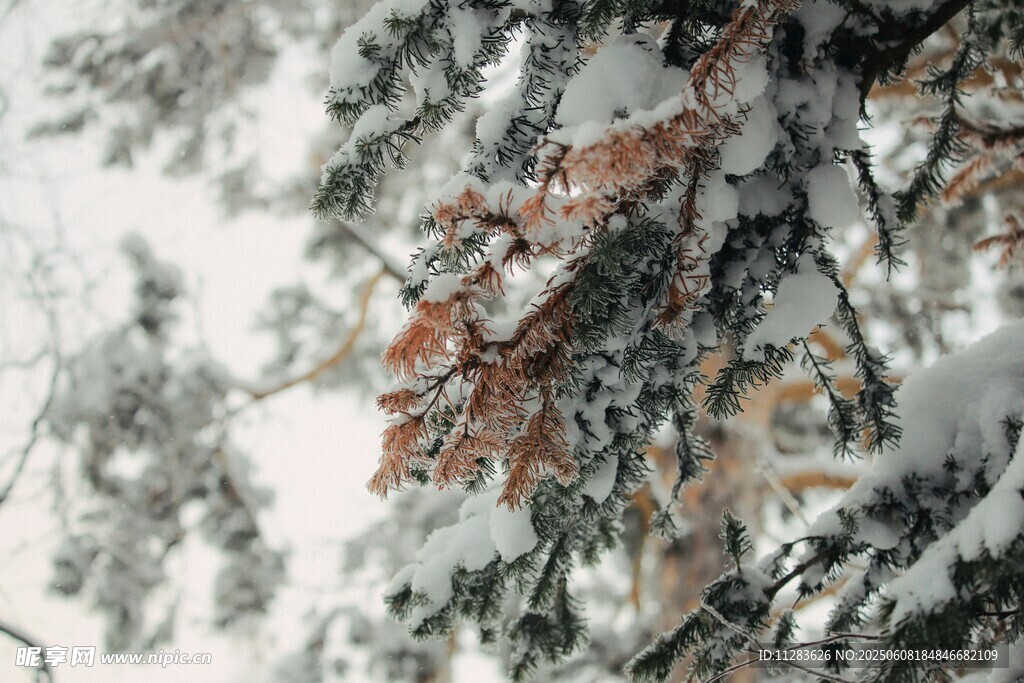雪覆樹(shù)枝的冬日美景