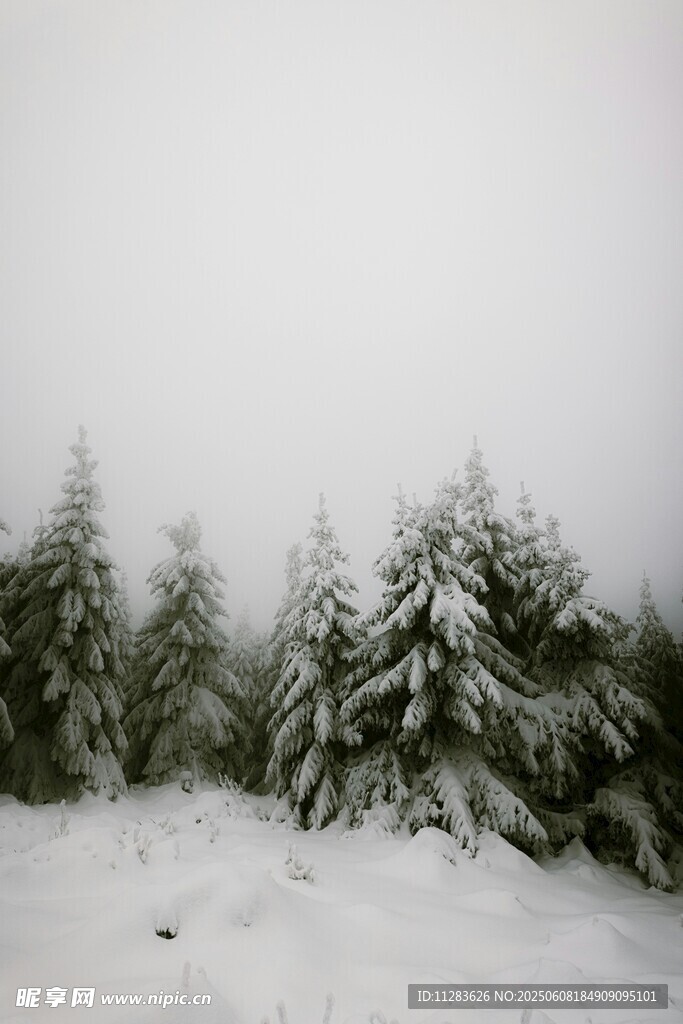 雪覆松林冬日美景