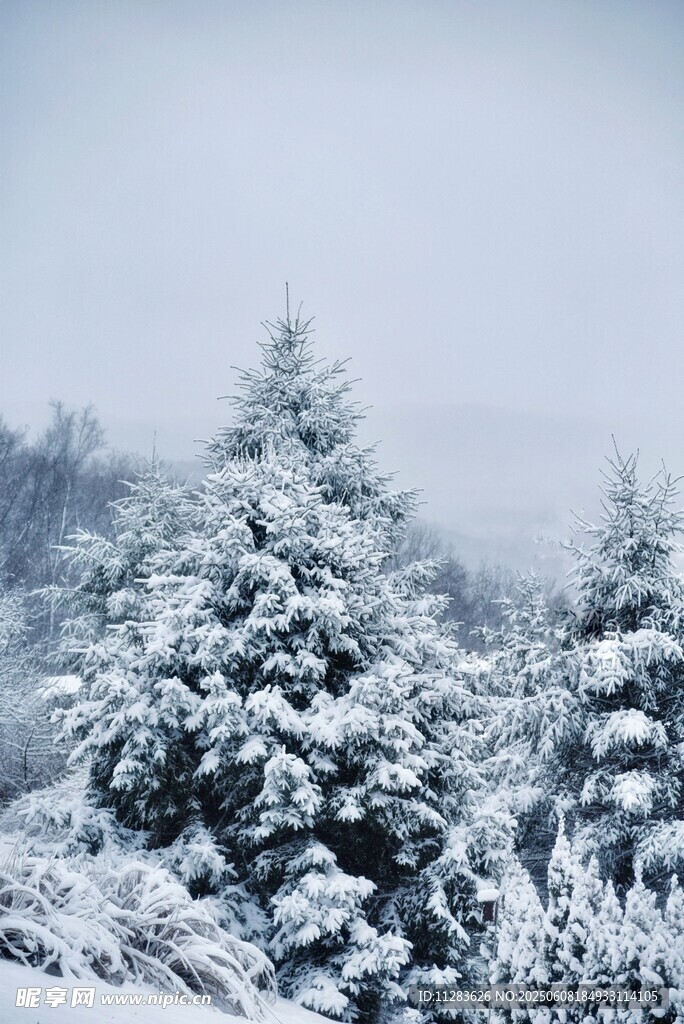 雪覆松枝的冬日美景