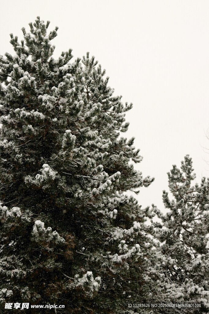 雪覆松樹美景