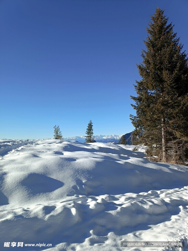 雪覆大地旁的挺拔松樹