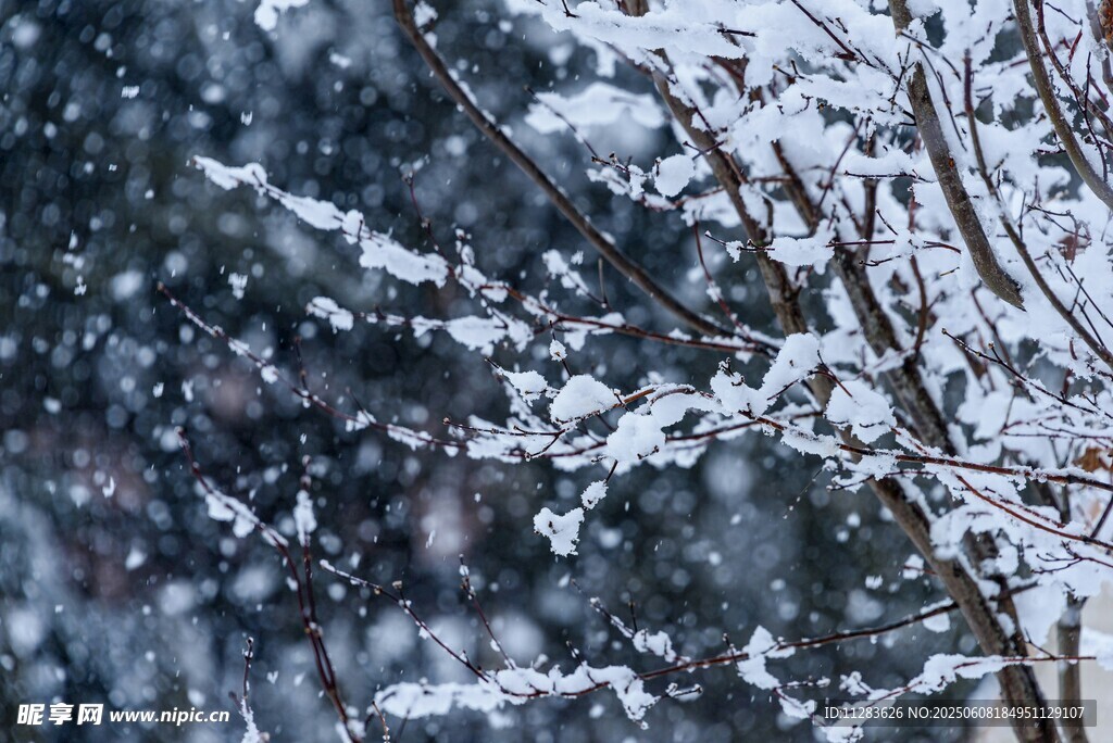 飄雪覆蓋的樹枝美景