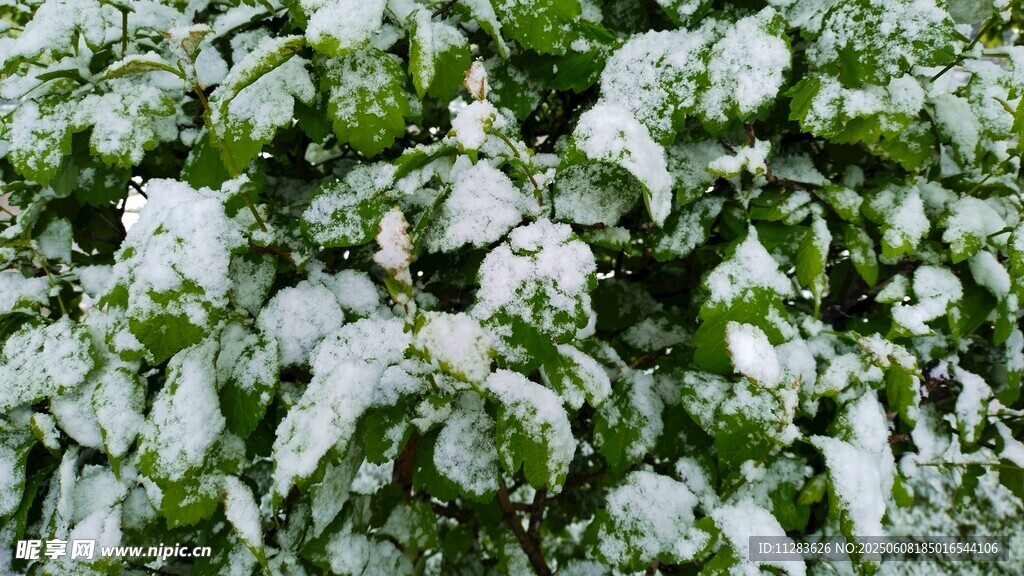 雪覆綠葉景象