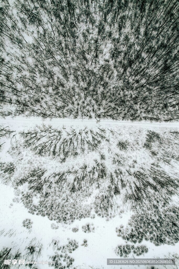 雪覆森林美景