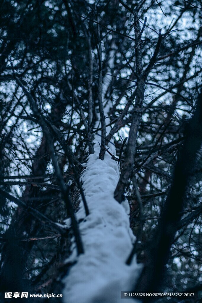 雪覆林間樹梢景象