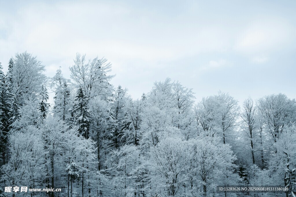 冬日雪覆森林美景