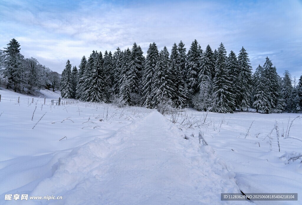 冬日雪覆山林美景
