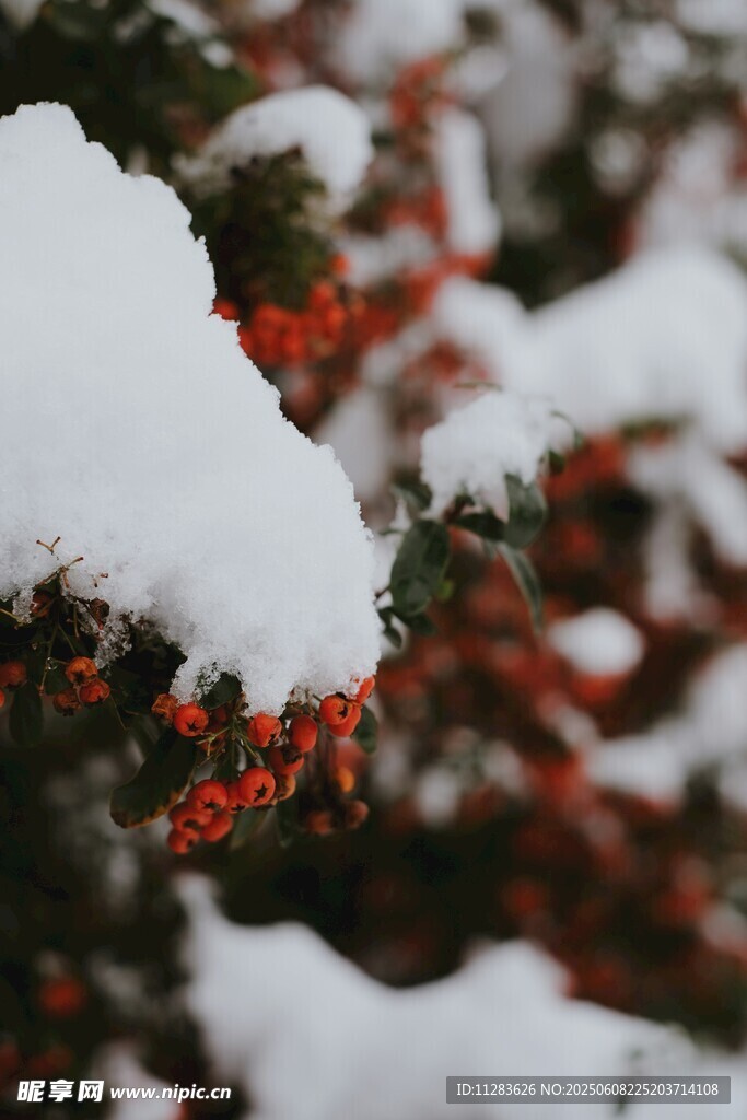 雪覆紅果景