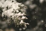 枝頭覆雪的靜謐冬日景象
