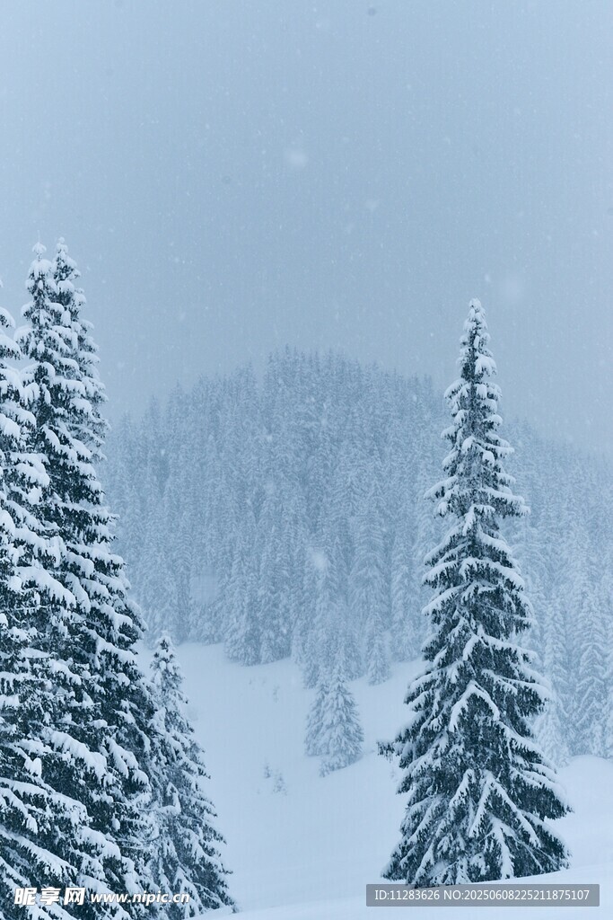 冬日雪景中的挺拔雪松
