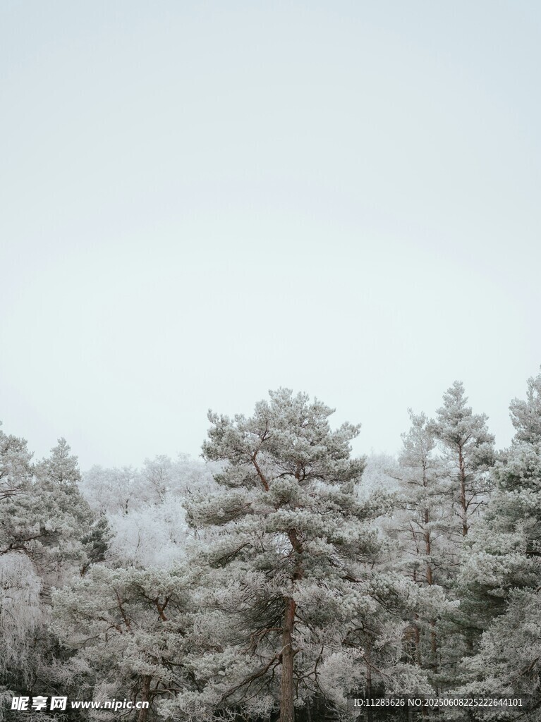 雪覆松林美景