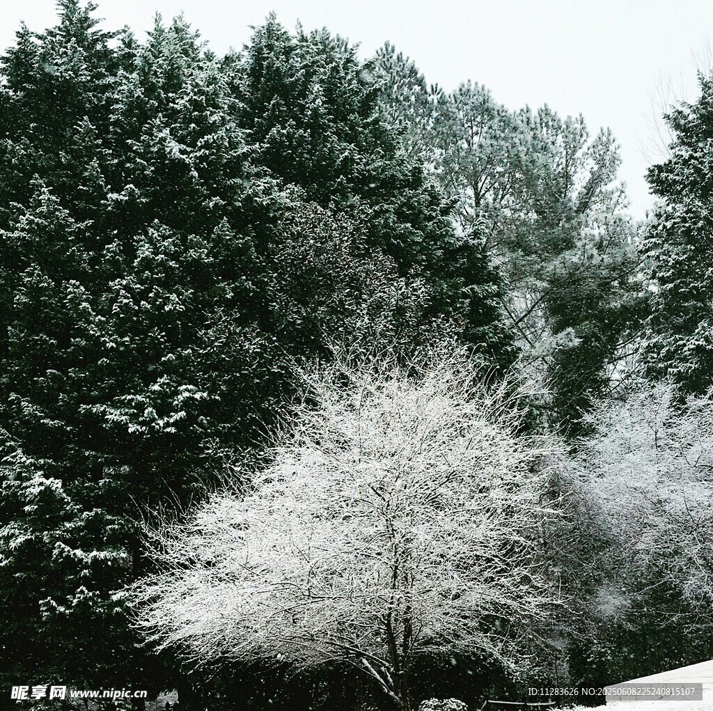 雪覆樹木的冬日靜謐景象