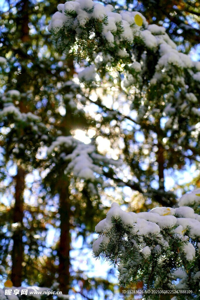 雪覆松枝的冬日美景