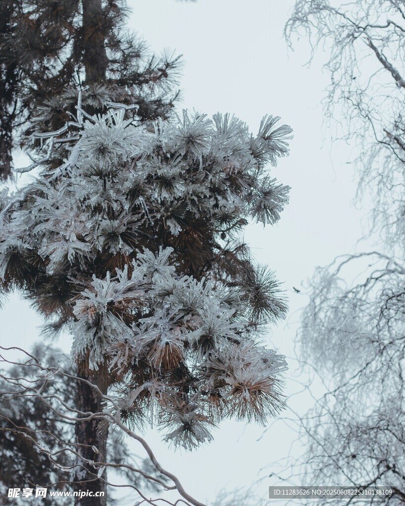 雪覆松樹美景