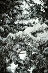 雪覆松枝美景