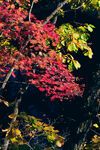 秋日紅楓樹枝美景