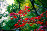 枝頭紅楓 盡顯秋之韻味