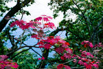 山間紅楓綻放