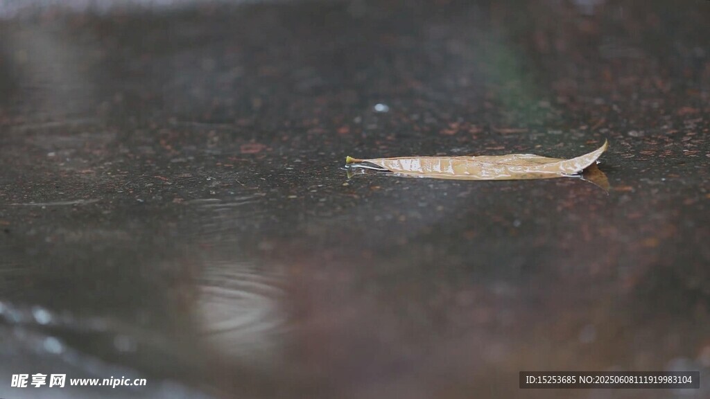 水面漂浮的一片枯葉