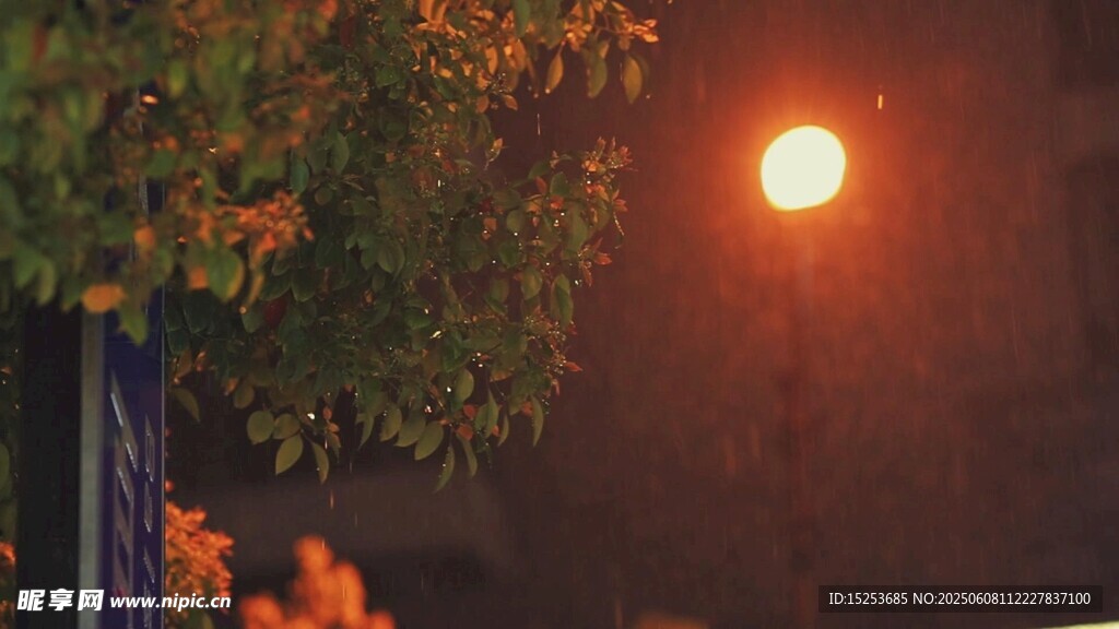 夜色中路燈下的絢爛樹葉