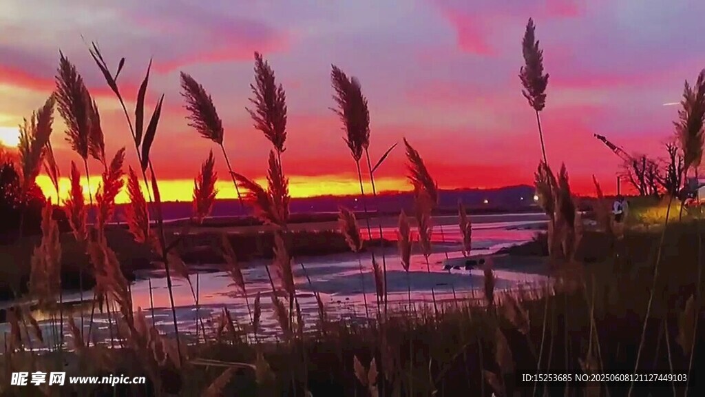 夕陽下的蘆葦美景
