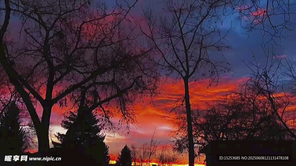 夕陽下的樹木剪影美景