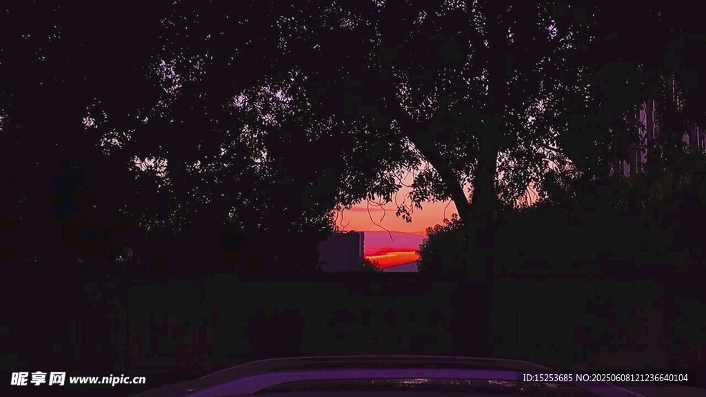 夜幕下的樹影與天邊晚霞
