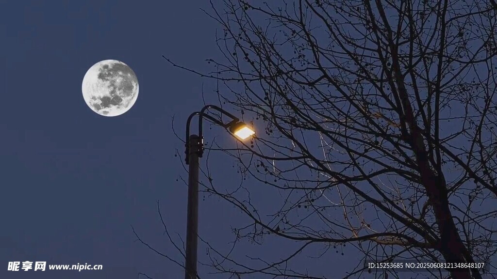月夜路燈旁的光禿樹枝