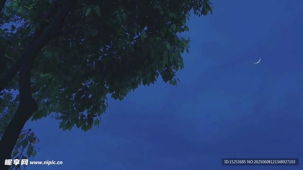 夜空下的樹梢與閃爍流星