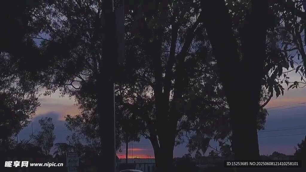 黃昏下的樹木剪影美景
