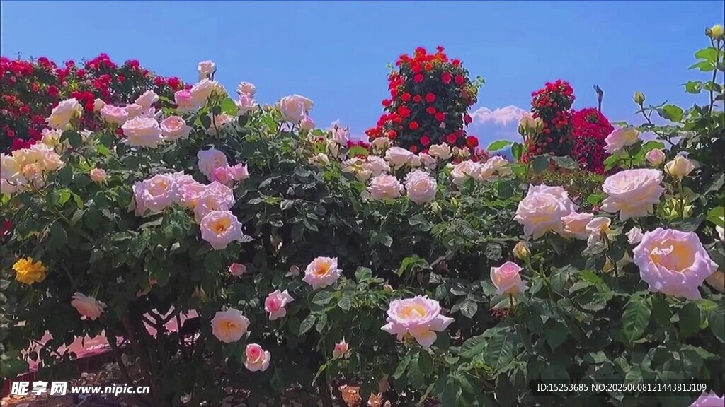 繁花似錦的絢爛玫瑰花叢