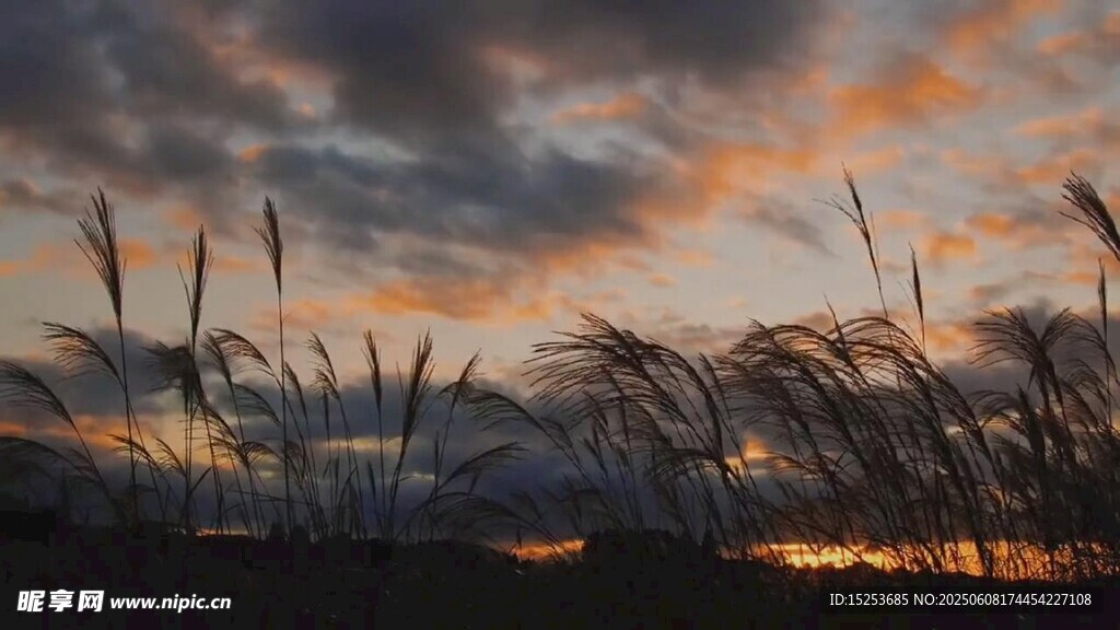 夕陽下的蘆葦美景