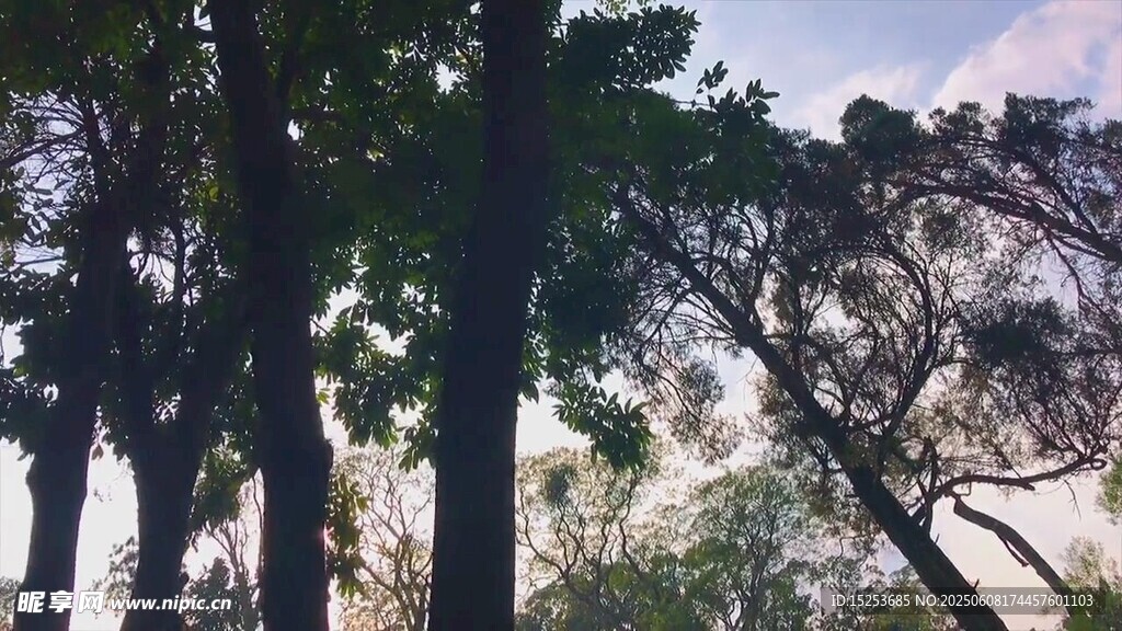 森林中的高大樹木