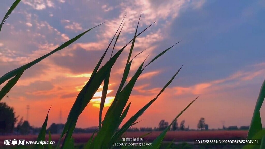 夕陽下的蔥郁草尖美景
