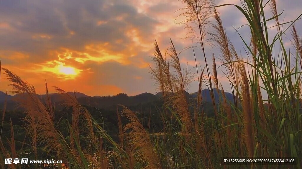 夕陽下的蘆葦美景